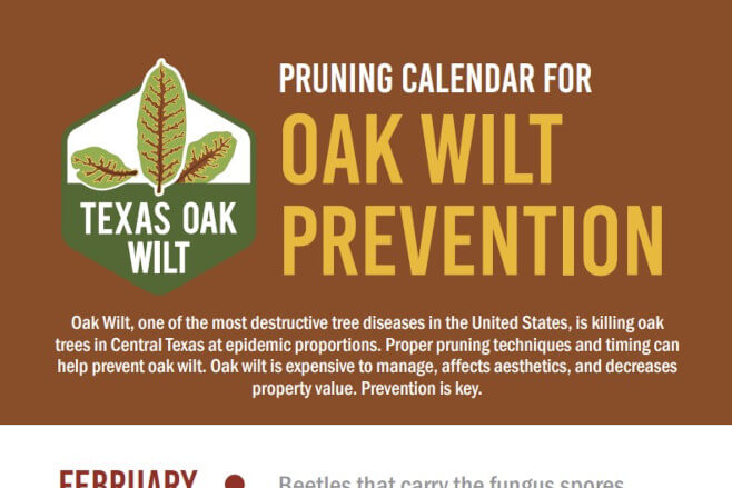 TexasOakWilt